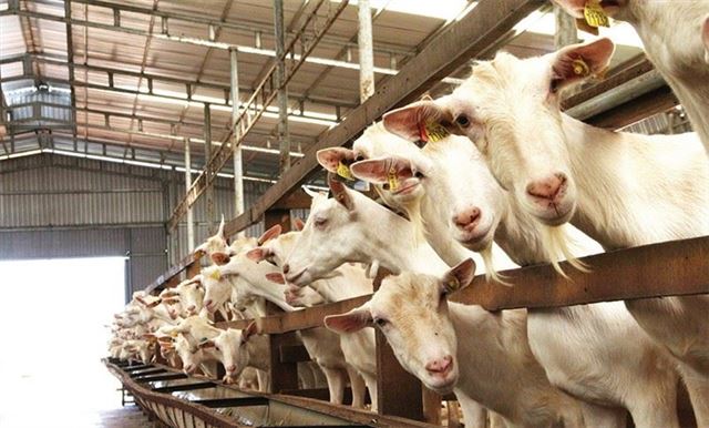 KỸ THUẬT XÂY DỰNG CHUỒNG TRẠI DÊ 