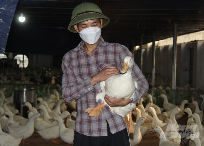THU TIỀN TỈ TỪ VIỆC NUÔI VỊT SIÊU TRỨNG