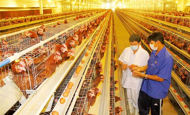 XUẤT KHẨU CHĂN NUÔI… LỐI ĐÃ MỞ