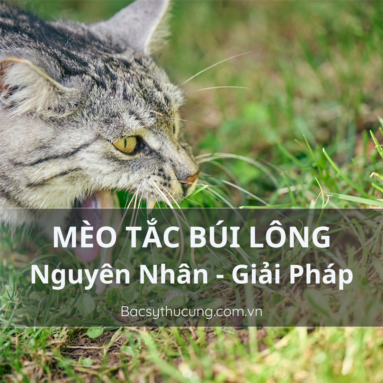CÁC DẤU HIỆU MÈO BỊ TẮC BÚI LÔNG