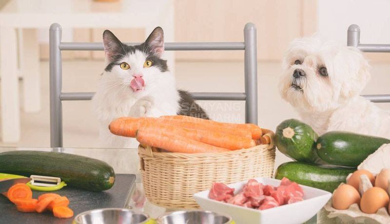 DINH DƯỠNG CHO MÈO VÀ KHẨU PHẦN ĂN HÀNG NGÀY 
