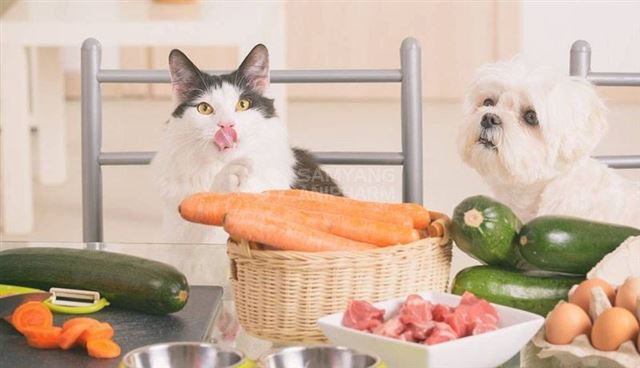 DINH DƯỠNG CHO MÈO VÀ KHẨU PHẦN ĂN HÀNG NGÀY 
