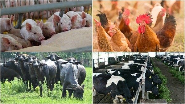 TÌNH HÌNH PHÁT TRIỂN CHĂN NUÔI 10 THÁNG ĐẦU NĂM 2023