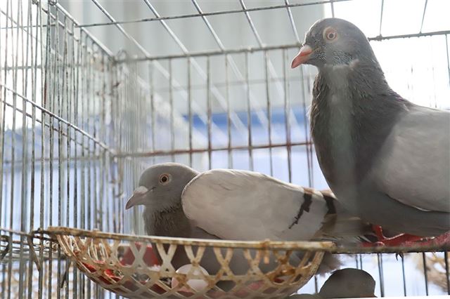 KIỂM TRA ĐỘC TỐ NẤM MỐC TRÊN TRẠI BỒ CÂU