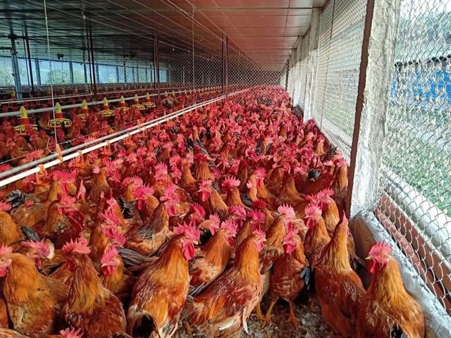 TĂNG NĂNG SUẤT TRÊN GÀ THỊT