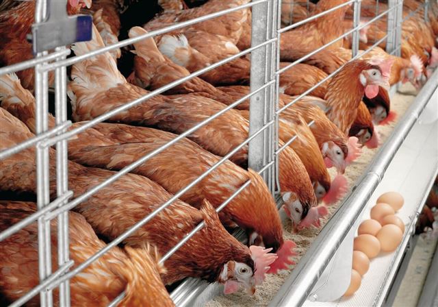 CÔNG CỤ TĂNG NĂNG SUÂT TRÊN GÀ ĐẺ