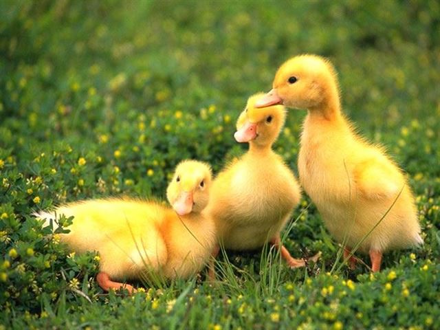 NGAN RỤNG LÔNG TRƯỚC NGÀY XUẤT BÁN